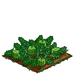 Square Melon 66