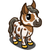 Mini Appaloosa Foal