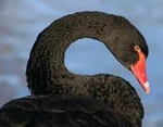 Swan