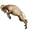 Item bighorn 01