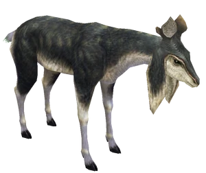 Female-Kelbi1