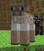 Sheared Sheep