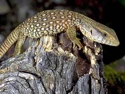 Monitor_Lizard