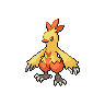 Combusken NB hembra