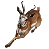 Huge item pronghornantelope 1.png