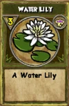 Water Lily