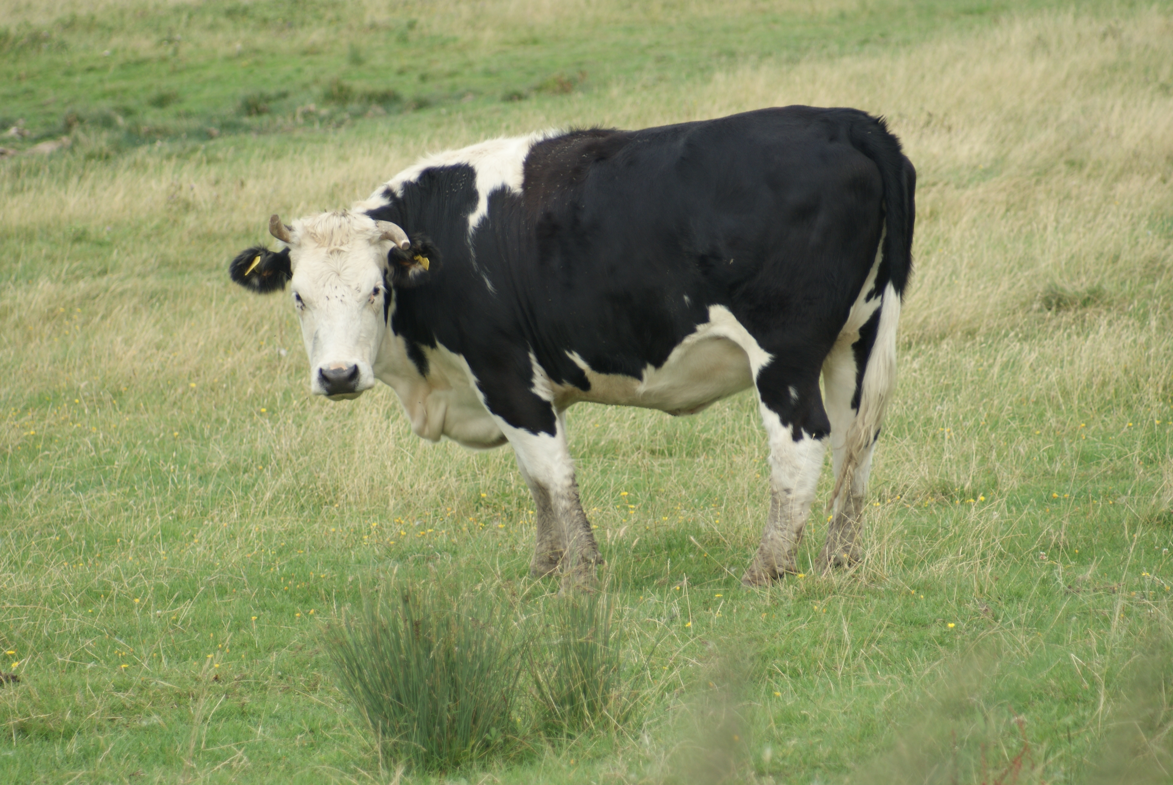 Image - Cattle (2).JPG - British Wildlife Wiki