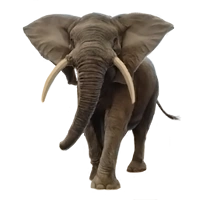 Huge item africanelephant 01.png