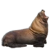 Item stellersealion 01