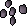 Belladonna seed 5