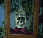 Judah skull