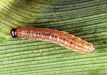 European corn borer Ostrinia nubilalis Caterpillar