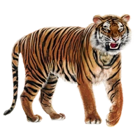 Huge item sumatratiger 01.png