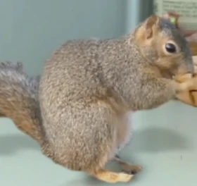 Squirrel