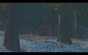 Sasquatch3