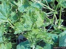 Squash Squash mosaic virus Leaves