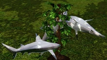 Sharkomni