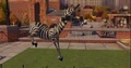 Zebra 4.jpg