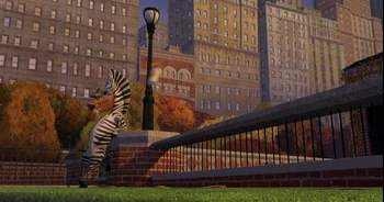 Zebra 7