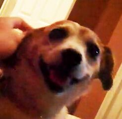 Sparky