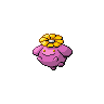 Skiploom E variocolor