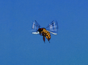 YellowBee