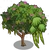 Mountain Ebony Tree-icon.png