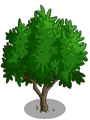 Golden Apricot1-icon