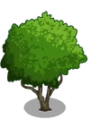 Starfruit1-icon