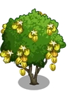 Starfruit2-icon