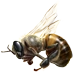 Item deadbee 02
