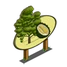 Durian Tree