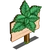 Peppermint
