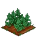 Peppermint 100