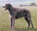 IrishWolfhound1-1-.jpg