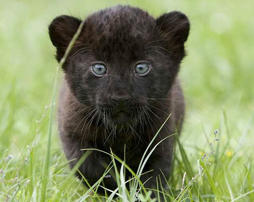 Panther_Kitten.jpg