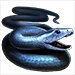 Black Mamba