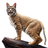 Huge item bobcat 01.png