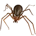 Brown Recluse Spider