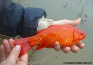 Goldfish