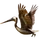 Item brownpelican 01