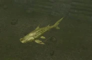 Golden Catfish