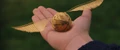Goldensitch.jpg