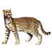 Ocelot