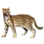 Item ocelot 01.png