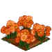Orange Daisy extra100