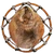 Beaver Pelt-icon.png