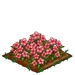 Pink Hibiscus 100