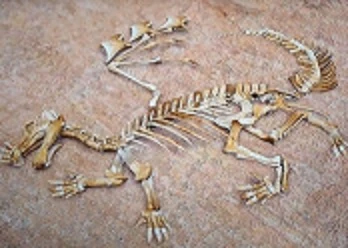 Flaurus