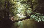 Tappy creek.gif